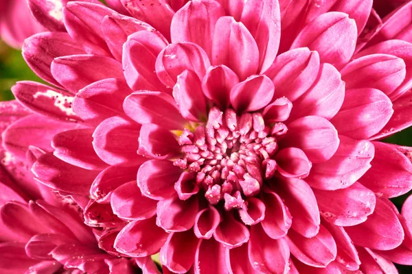 Wszystko Różowy Chrysanthemum Jesień Kwiat Ozdobny — Zdjęcie stockowe