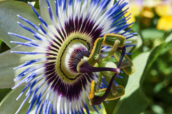 Bloeiende Tropische Bloem Passie Passiflora — Stockfoto