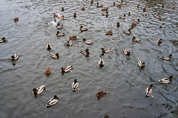 池に浮かぶマガモのグループ — ストック写真