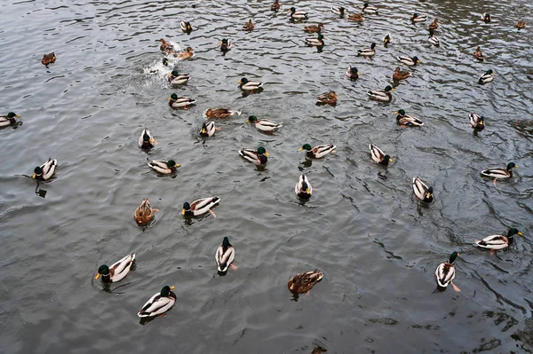 Groupe Colverts Flottant Sur Étang — Photo