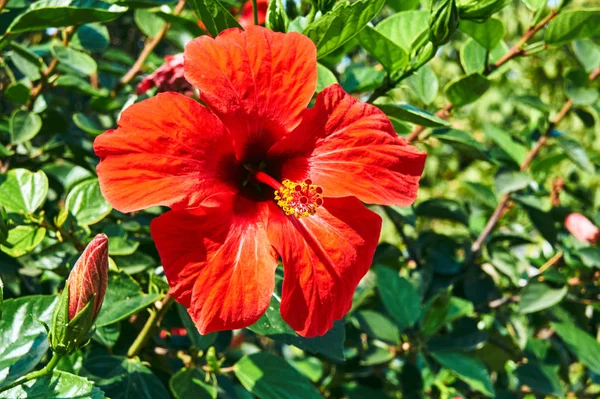 Fiore Rosso Ibisco Sull Isola Kos Grecia — Foto Stock