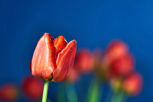 Hermosa Flor Tulipán Rojo Con Gotitas Agua Sobre Fondo Azul —  Fotos de Stock
