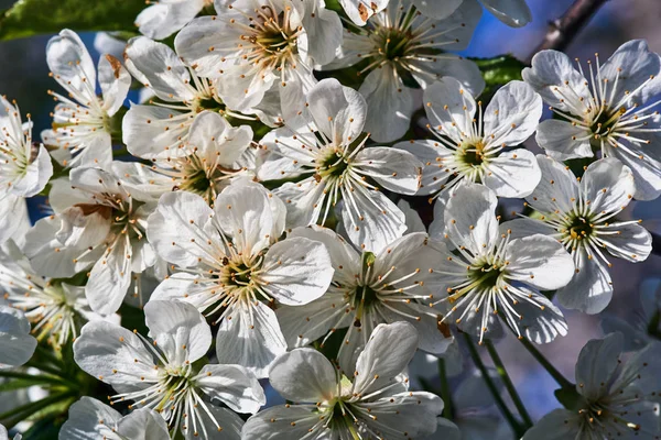 Árbol Con Flores Blancas Contra Cielo Primavera Polonia —  Fotos de Stock