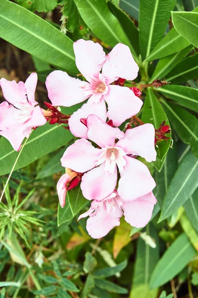 Докладна Інформація Про Рожева Квітка Nerium Греції — стокове фото
