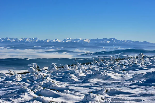 Neve Coberto Abetos Nas Montanhas Inverno Beskidy Polônia — Fotografia de Stock