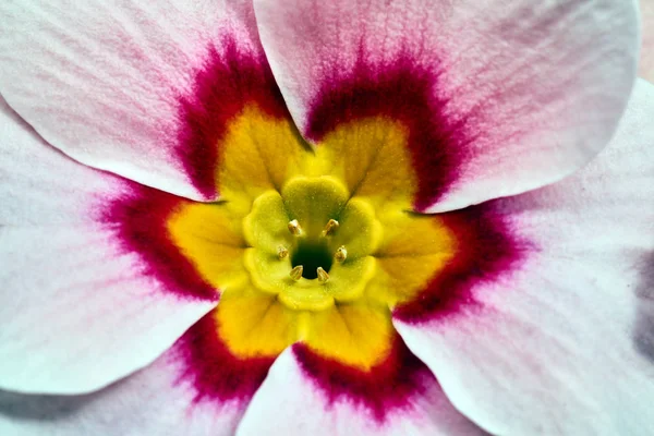 Détails Bouquet Fleurs Onagre Dans Pot — Photo