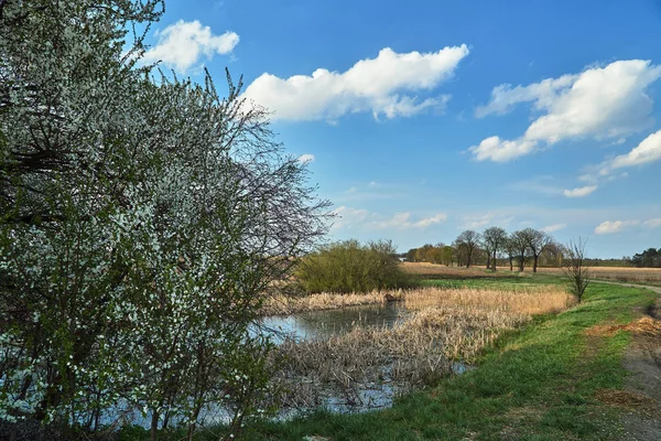 Polnej Drodze Drzew Owocowych Kwitnących Wiosną Polsce — Zdjęcie stockowe