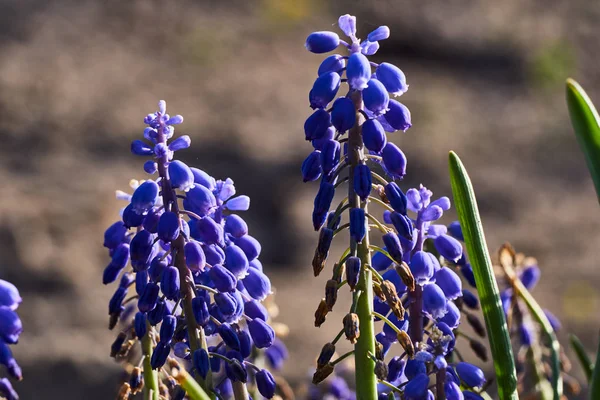 Muscari Flower Spring Garden — Stock Photo, Image