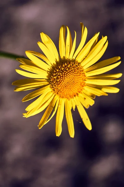 Žluté Květy Létě Doronicum Louce — Stock fotografie