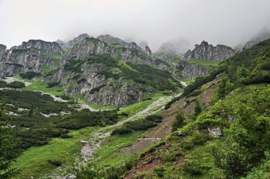 Polonya 'daki Tatry dağlarında dağ çamı ve kireçtaşı kayaları olan bir dağ yamacı.