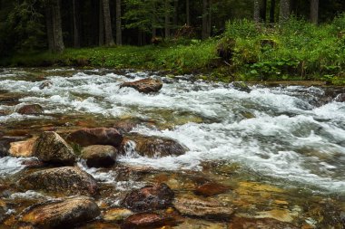 Polonya Tatra Dağları vadide bir dağ dere
