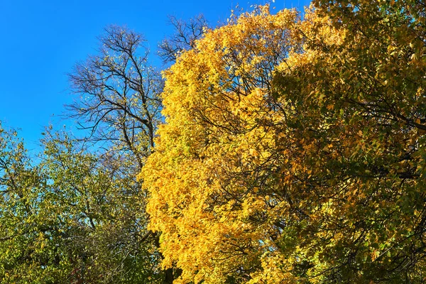 Різнобарвні Листя Дерев Під Час Польський Золота Осінь — стокове фото