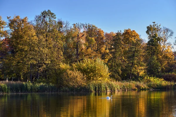Kolorowe Liście Drzew Jesienią Parku Miejskim Poznaniu — Zdjęcie stockowe
