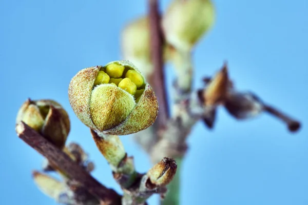 Detalhes Botões Primavera Árvore Cereja Polônia — Fotografia de Stock