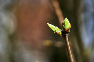 Bahar hor çiçeği çiçek donuts Polonya bahçesinde ayrıntılarını