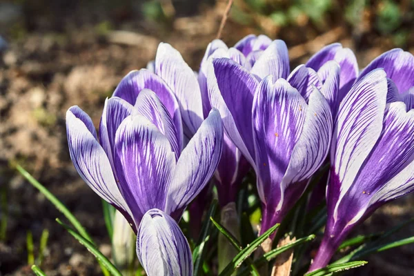 Violet Flowering Crocuses Flowers Spring Garden — Stock Photo, Image