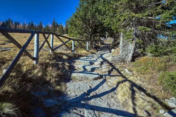 Sentier Touristique Dans Forêt Conifères Dans Les Montagnes Des Géants — Photo