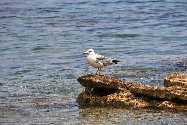 Audouin Gull Sitting Stone Sea Shore — Stock Photo, Image