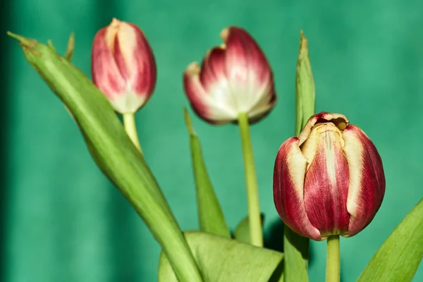 Buquê Tulipas Vermelhas Primavera Fundo Verde — Fotografia de Stock