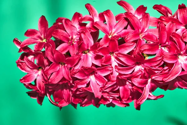緑の背景に咲くヒヤシンスの花の詳細 — ストック写真