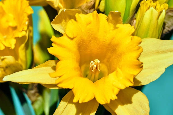 Buchet Narcisă Galbenă Primăvara Fundal Albastru — Fotografie, imagine de stoc