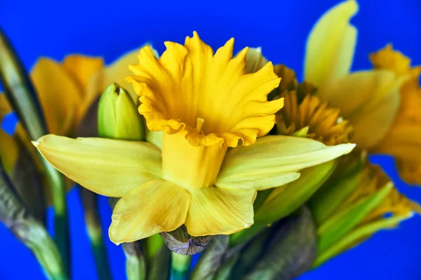 Kytice Žlutých Narcis Jaře Modrém Pozadí — Stock fotografie