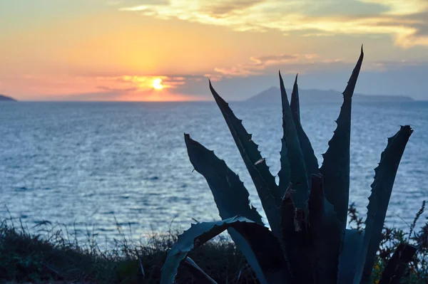 Agave Puesta Sol Isla Corfú Grecia —  Fotos de Stock