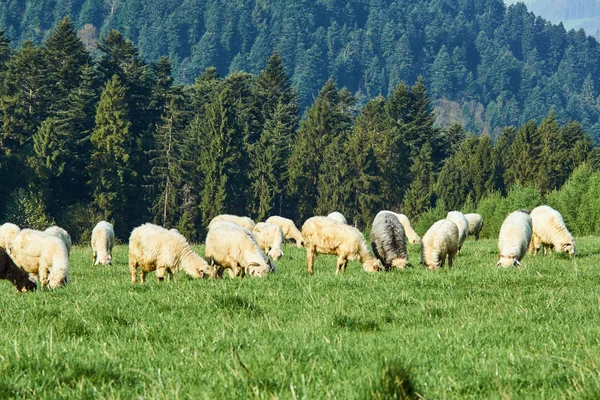 群羊在 Pieniny — 图库照片