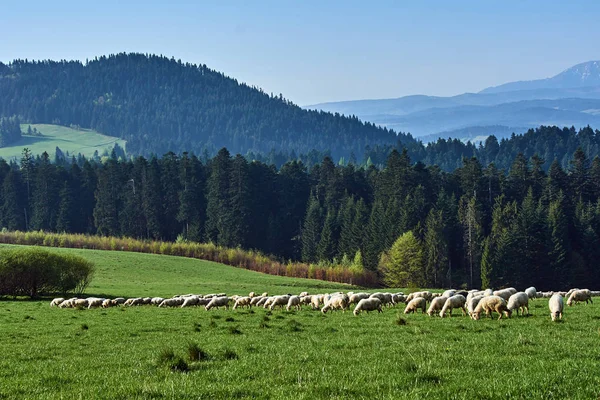 Polonya Pieniny Dağlarda Koyun Sürüsü — Stok fotoğraf