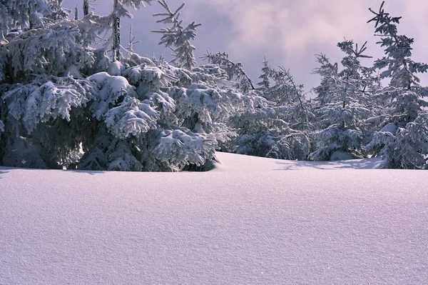 ポーランドお山中の雪に覆われた森林 — ストック写真