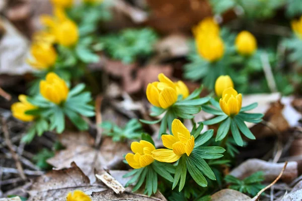 Żółty Kwiat Ranczo Kwitnące Wczesną Wiosną Polsce — Zdjęcie stockowe
