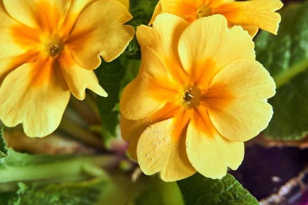 Yellow Primrose Flower Blooming Early Spring Poland — Stock Photo, Image