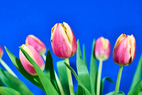 Bukett Rosa Tulpaner Blommor Bakgrunden Blå — Stockfoto