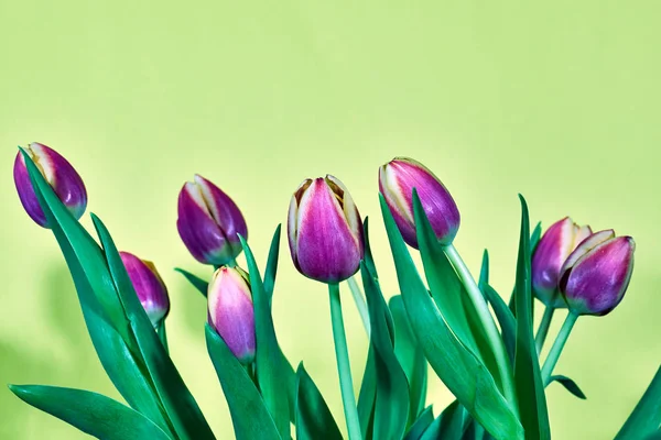 Ramo Flores Tulipanes Rosados Fondo Amarillo — Foto de Stock