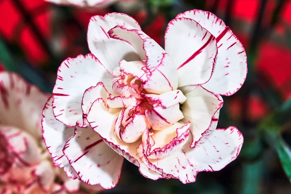 Primer Plano Flor Clavel Blanca Rosa Primavera Jardín — Foto de Stock