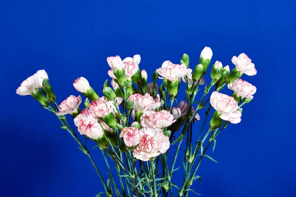 Bouquet Oeillets Roses Sur Fond Bleu — Photo