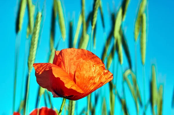 Red Poppy Growing Crops Poland — Stock Photo, Image
