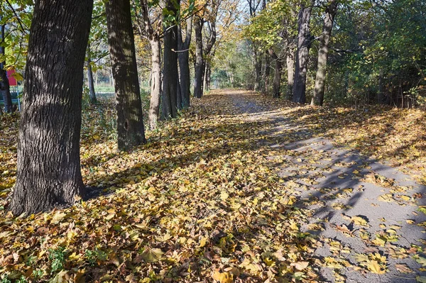 Podzimní Listí Ležící Ulici Lemované Stromy Parku Poznani — Stock fotografie