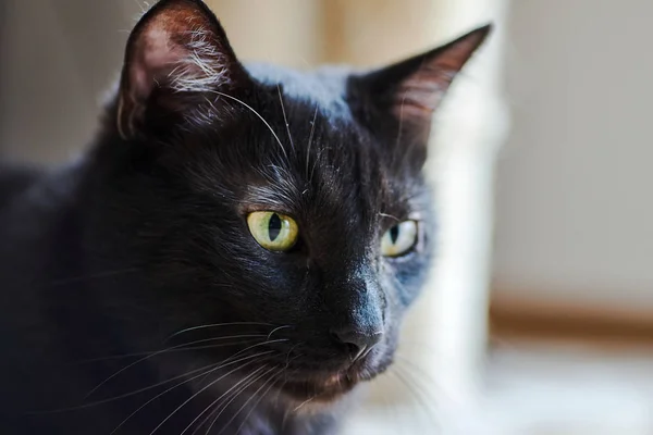 Porträt Einer Jungen Europäischen Katze Mit Schwarzem Haar — Stockfoto