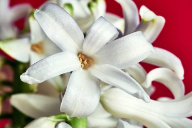 kırmızı arka planda bahar çiçekli sümbül çiçekler