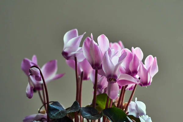 Menekşe Siklamen Gri Bir Arka Plan Üzerinde Çiçek Açan Bahar — Stok fotoğraf