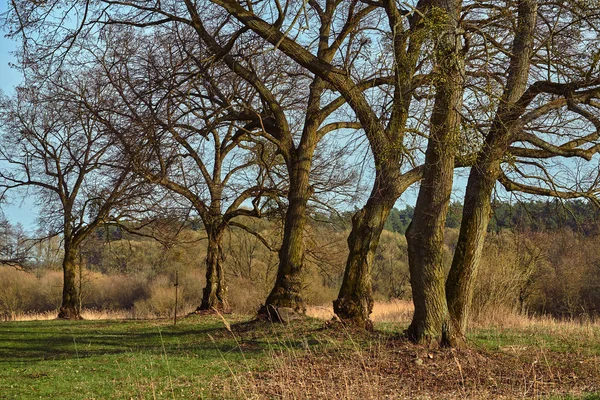 Krajobraz Wiejski Wczesną Wiosną Grupą Drzew Lasem Tle Polsce — Zdjęcie stockowe
