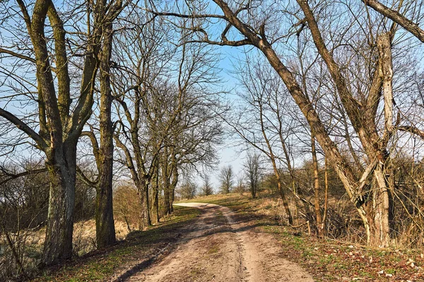 Arbres Poussant Long Chemin Terre Début Printemps Pologne — Photo