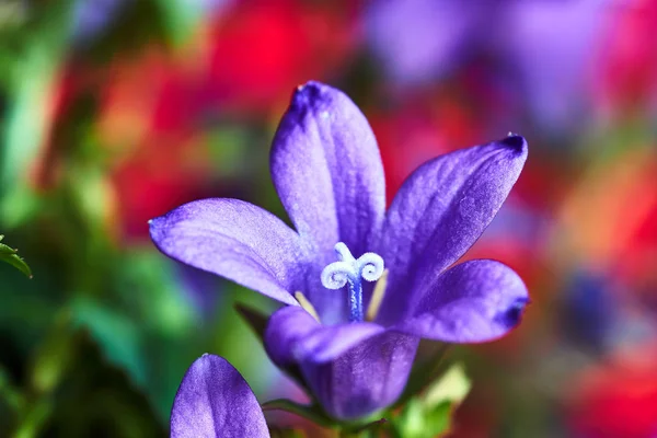 庭の春に咲くカンパニュラの花 — ストック写真