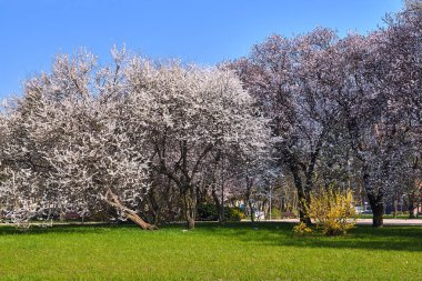 Polonya'da bir parkta beyaz ve pembe bahar çiçekleri ile Ağaçlar