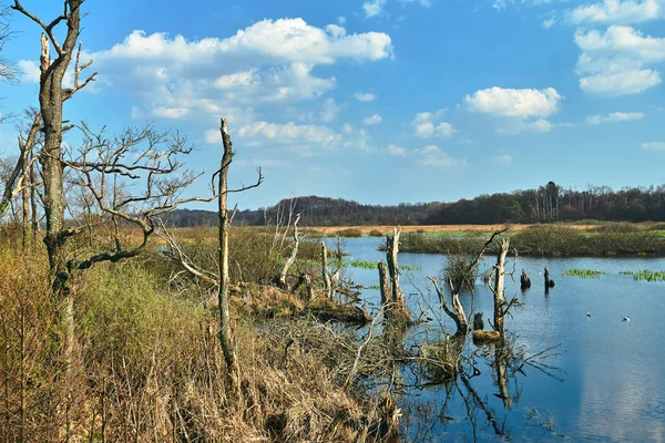 Tallos Árboles Secos Borde Pantano Polonia — Foto de Stock