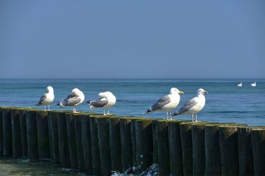 Polonya'da Baltık Denizi kıyısında ahşap bir dalgakıran üzerinde oturan gümüş martılar