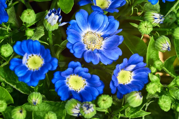 Detail Blue Flowers Decorative Senecio — Stock Photo, Image