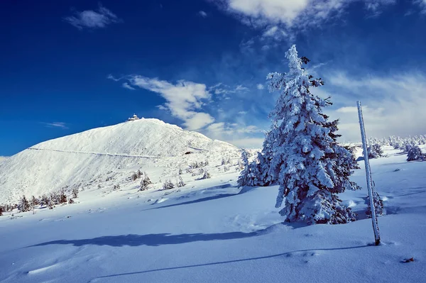 Заснеженные Ели Зимой Гигантских Горах Польше — стоковое фото