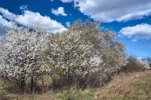 Kwitnące Drzewo Tle Błękitnego Nieba Polsce — Zdjęcie stockowe